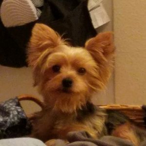 Meet your Posher, Yvonne